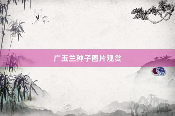 广玉兰种子图片观赏